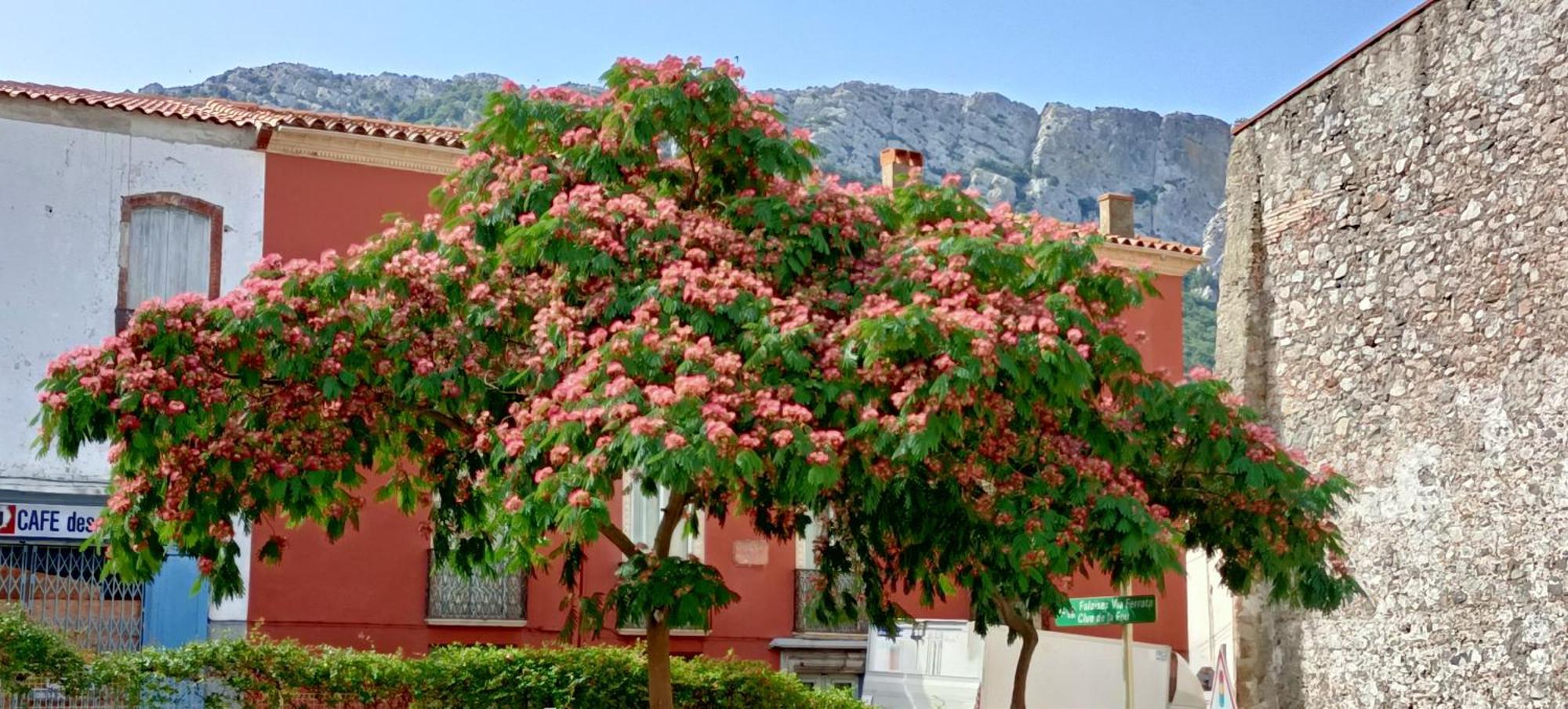 Comme A La Maison Bed & Breakfast Saint-Paul-de-Fenouillet Exterior foto